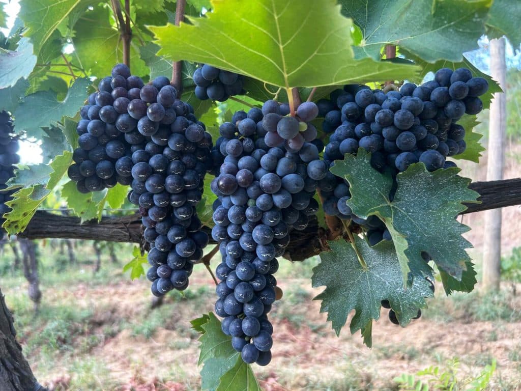Vigna